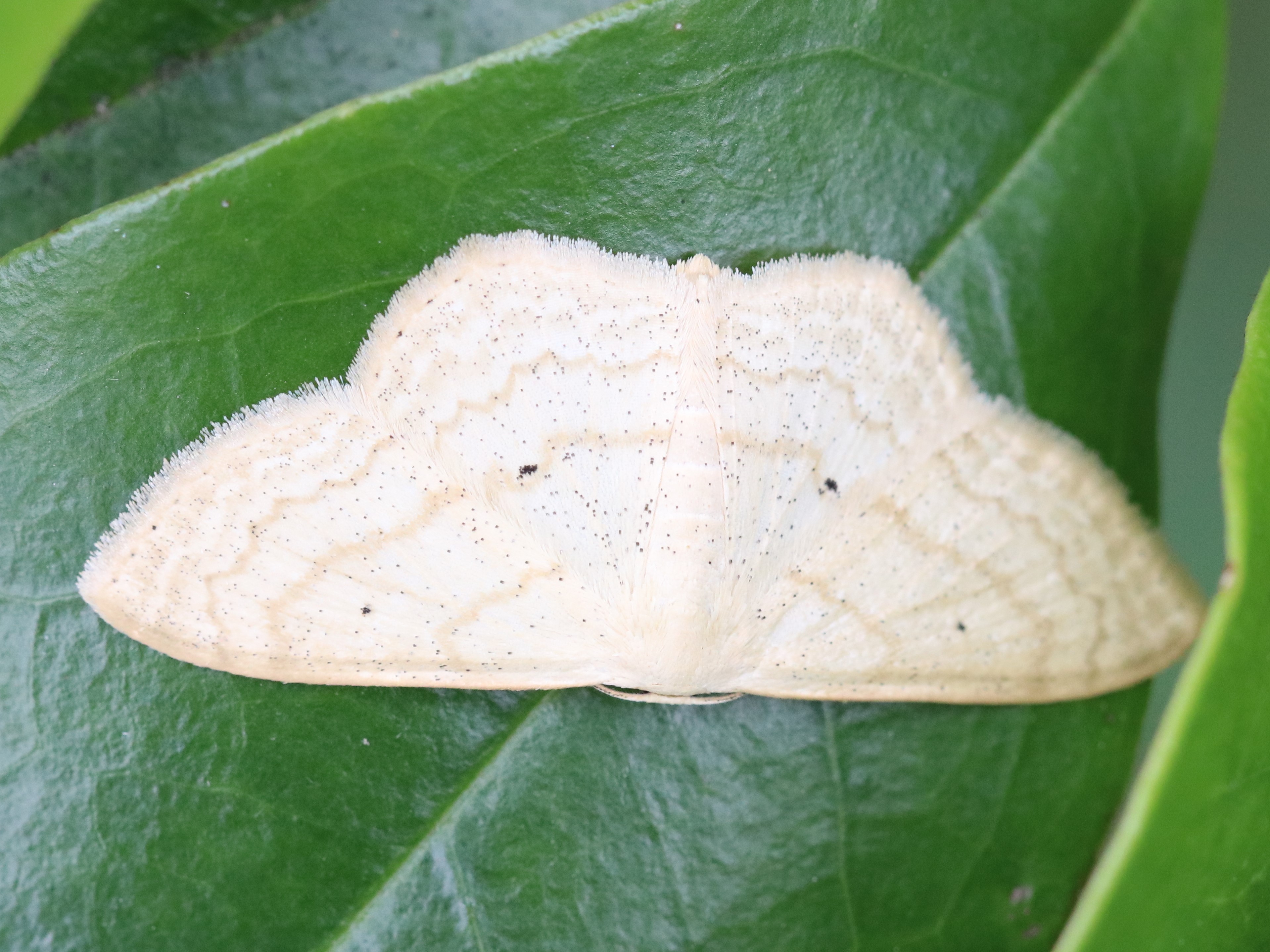 葉上のウスキクロテンヒメシャク